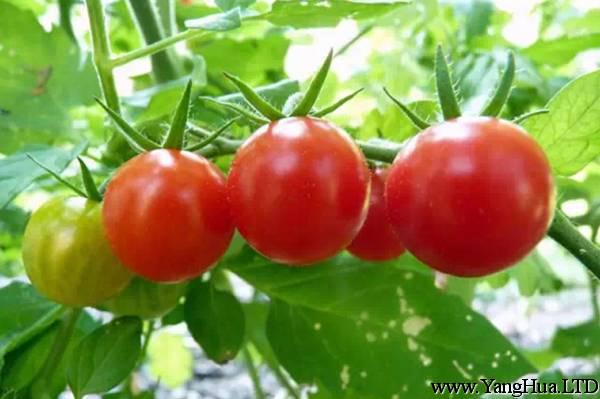 西紅柿竟然還能治病？太神奇了！
