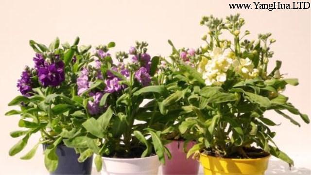 紫羅蘭適合在室內養嗎