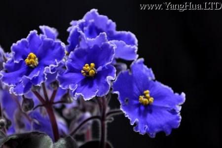 藍色紫羅蘭