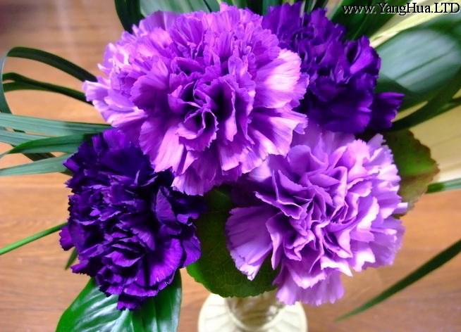 紫色康乃馨花語