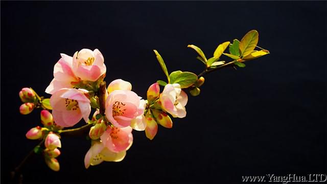 海棠花的花語是什麼