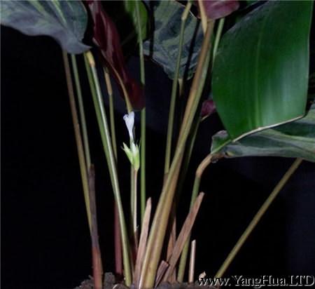 孔雀竹芋什麼時候開花？