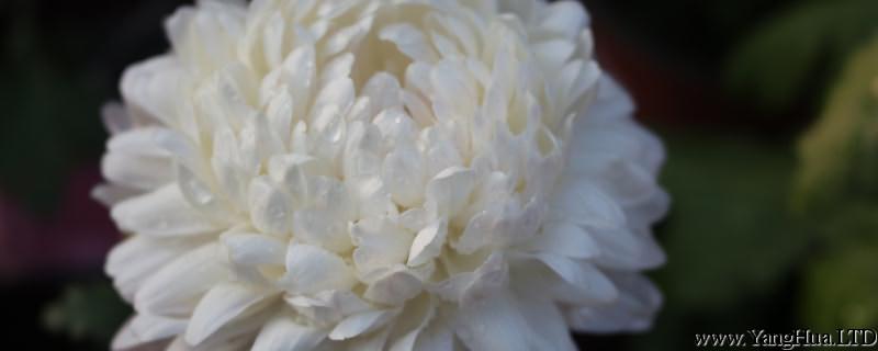 白菊花代表什麼意思