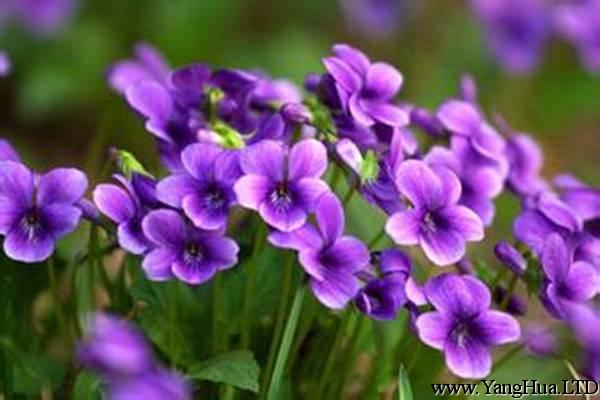 紫花地丁的傳說