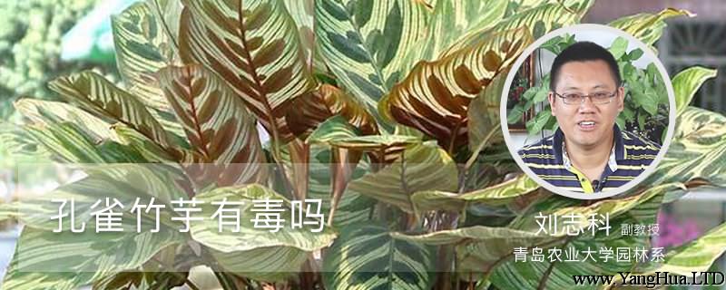 孔雀竹芋有毒嗎