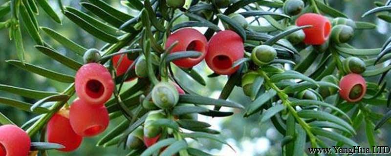 紅豆杉果實能吃嗎，是否有毒？