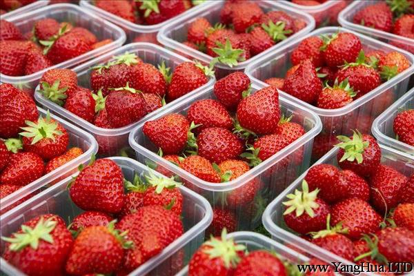 草莓的營養價值你知道嗎？