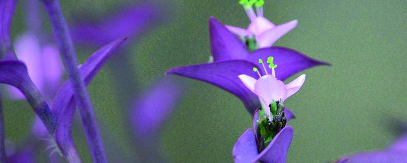紫錦草（紫 竹梅）有毒嗎，能放在室內嗎