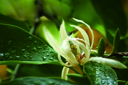 白蘭花的功效與作用及食用方法 養花網