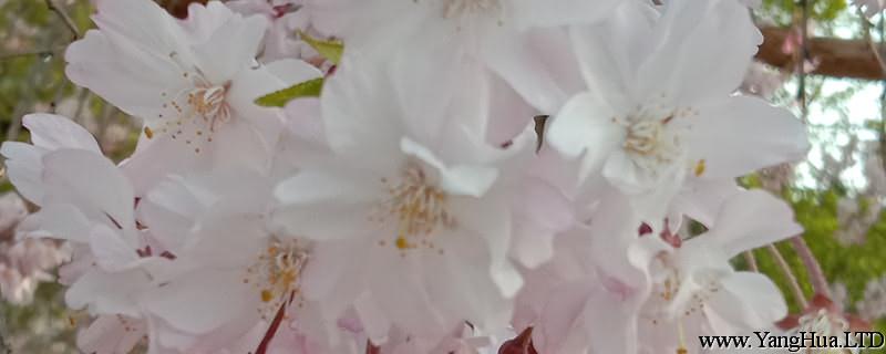 櫻花圖片（形態特徵和養護方法簡介）
