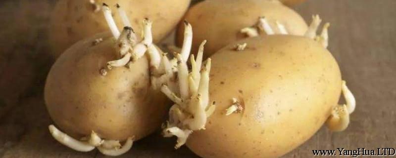土豆發芽了還能吃嗎，土豆發青了還能吃嗎