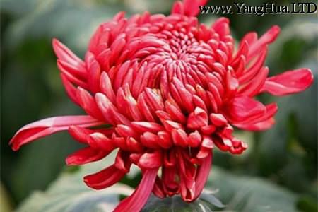 紅色菊花