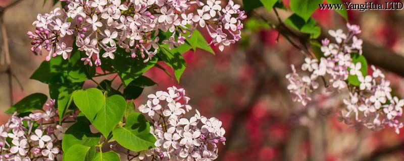 西府海棠的花語是什麼，象徵意義是什麼？