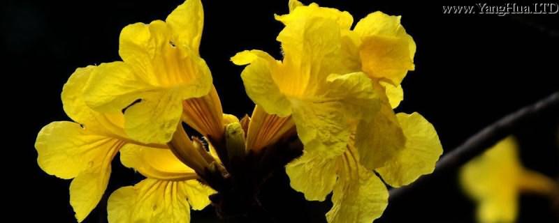 黃花風鈴木花語是什麼 養花網