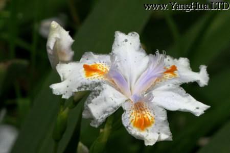 白色蝴蝶花