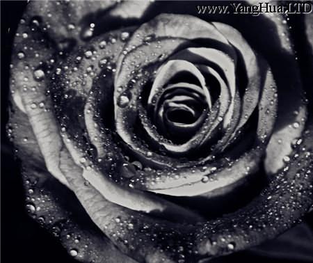 黑色薔薇：華麗的愛情