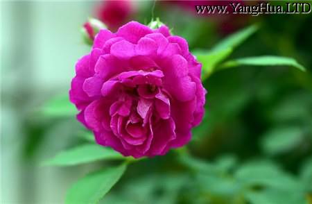 紫薔薇：禁錮的愛情
