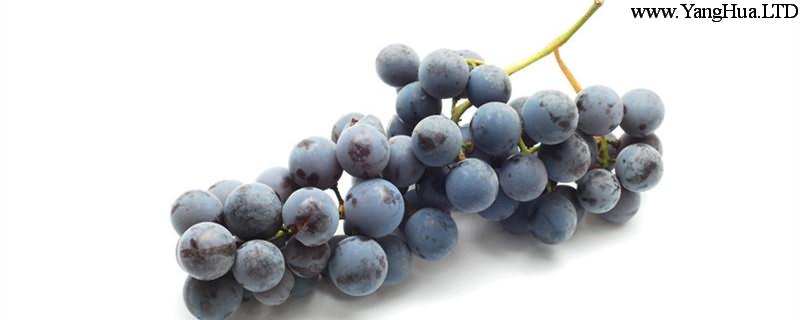 吃葡萄的好處，葡萄的營養價值
