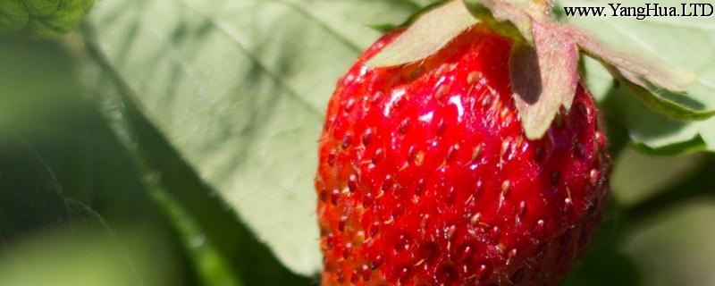 草莓的功效與作用，孕婦可以吃草莓嗎