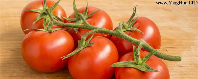 番茄的功效與作用，吃番茄的好處