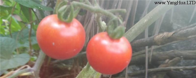 西紅柿的功效與作用，西紅柿不能和什麼一起吃