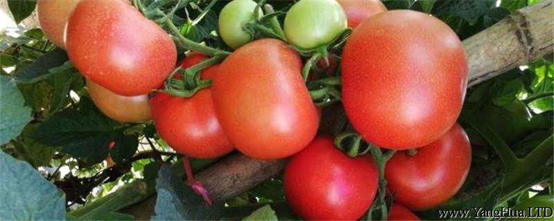 西紅柿的營養價值，西紅柿生吃好還是熟吃好