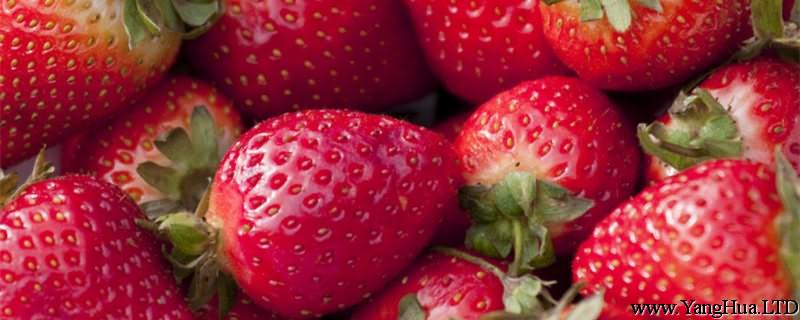 草莓什麼季節，草莓圖片
