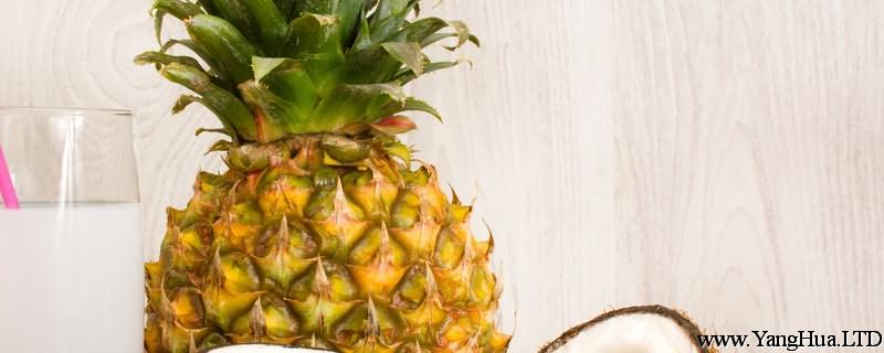 孕婦可以吃鳳梨嗎，菠蘿的功效與作用