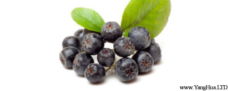 藍莓怎麼吃，藍莓的功效