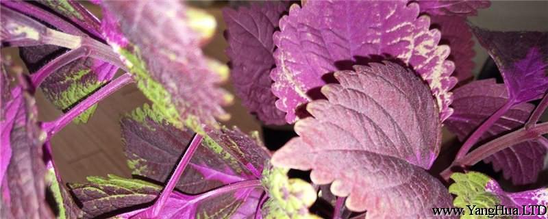 紫蘇葉曬乾方法 紫蘇曬乾後有什麼作用 養花網