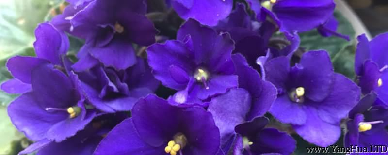 紫羅蘭花語，紫羅蘭圖片