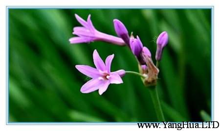 紫嬌花的主要價值