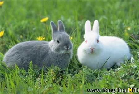 小兔兔也愛吃白車軸草