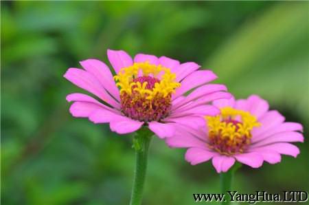 百日草 百日菊 花語大全 養花網