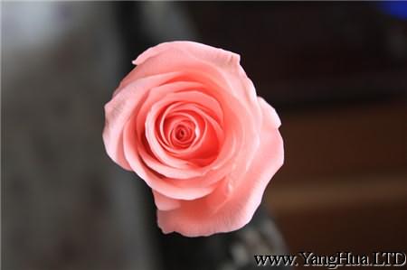 粉玫瑰的花語