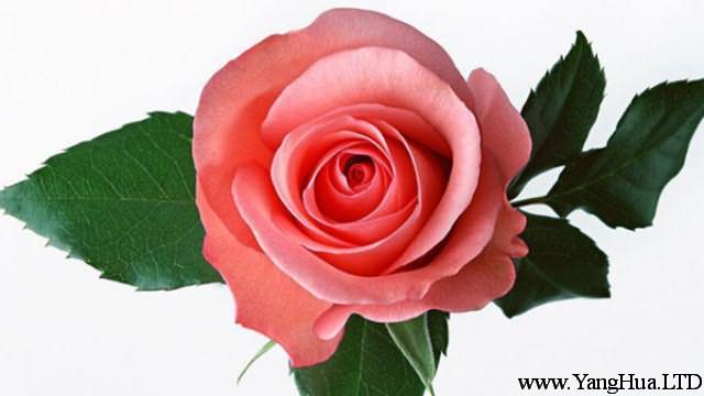 不同顏色的玫瑰花語含義是什麼