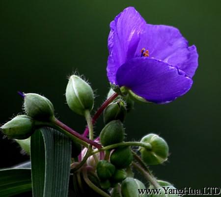 紫露草的藥用價值