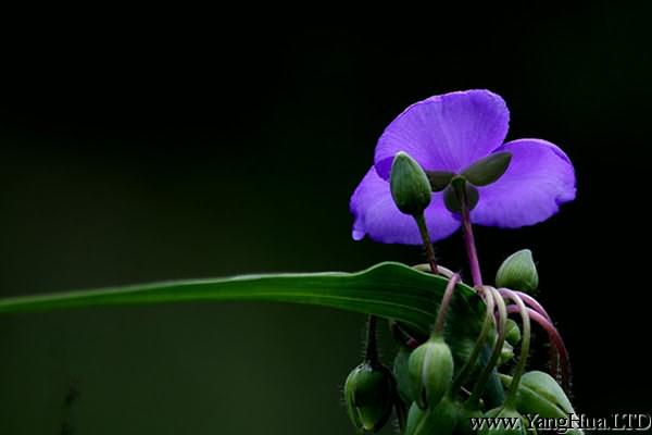 紫露草的價值
