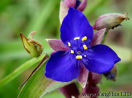 紫露草的花語