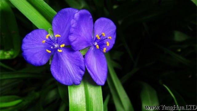 紫露草的花語和傳說