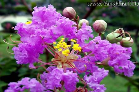 紫薇花的花語