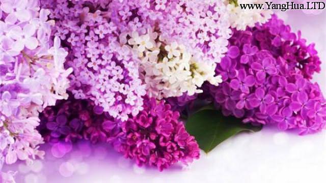 紫色丁香花的花語