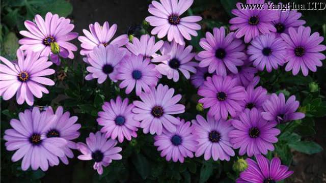 紫色的花有什麼寓意