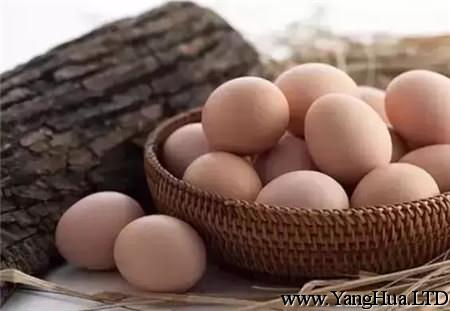 初產蛋：珍貴不等於更營養