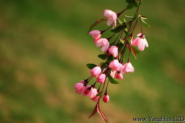 垂枝海棠的花語和文化背景