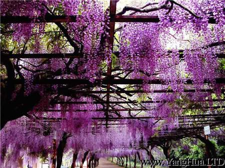 紫籐的花的花語