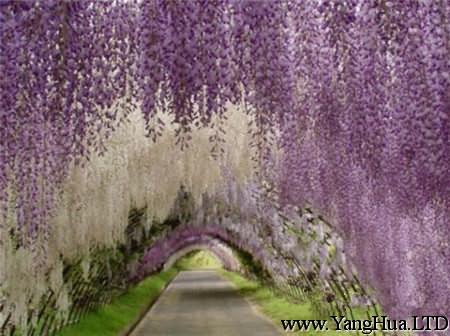 紫籐的花的傳說