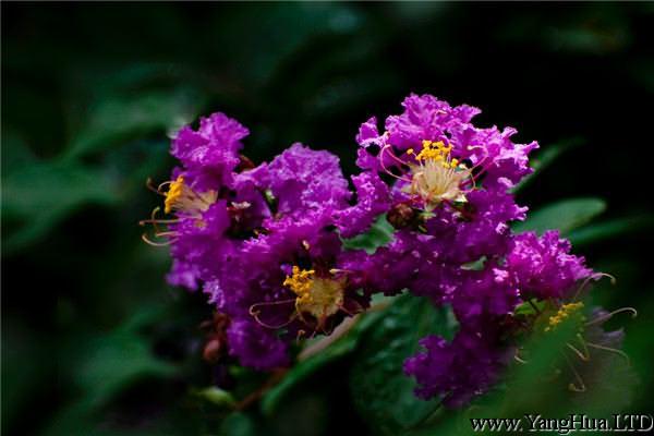 紫薇花的觀賞作用