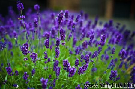 紫羅蘭的花語