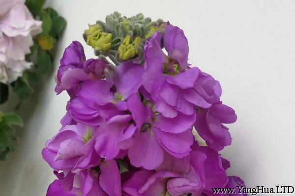 紫羅蘭的花語和傳說